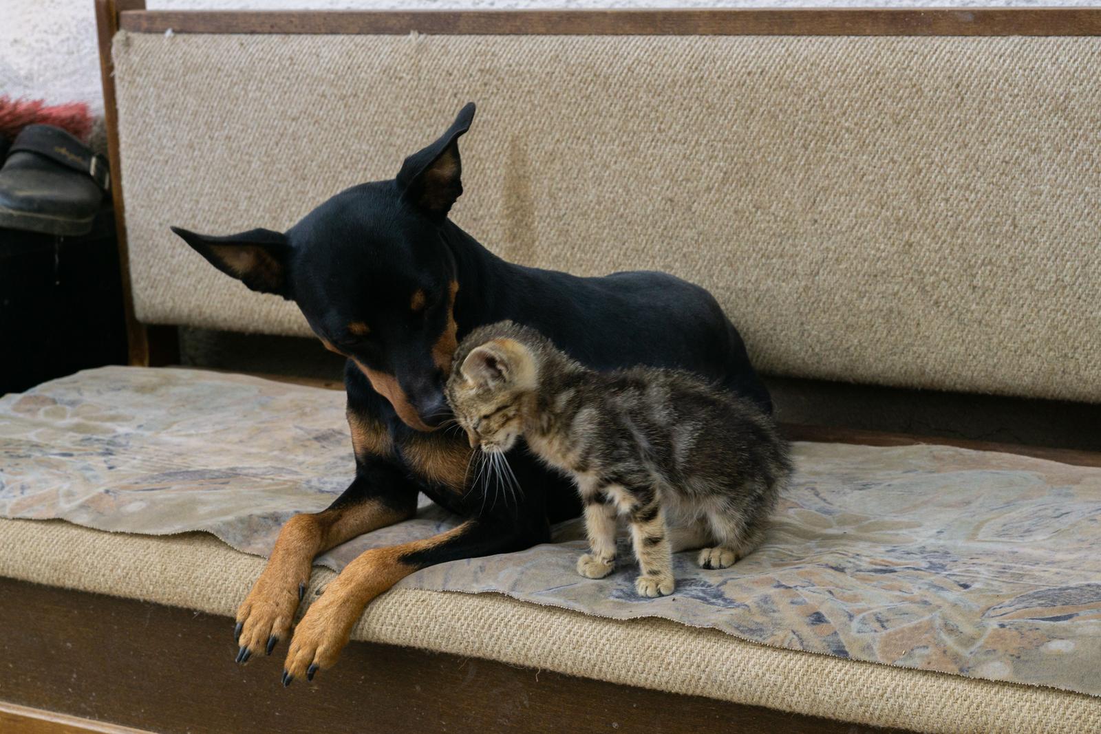 A small dog nuzzling a tabby kitten on a bench