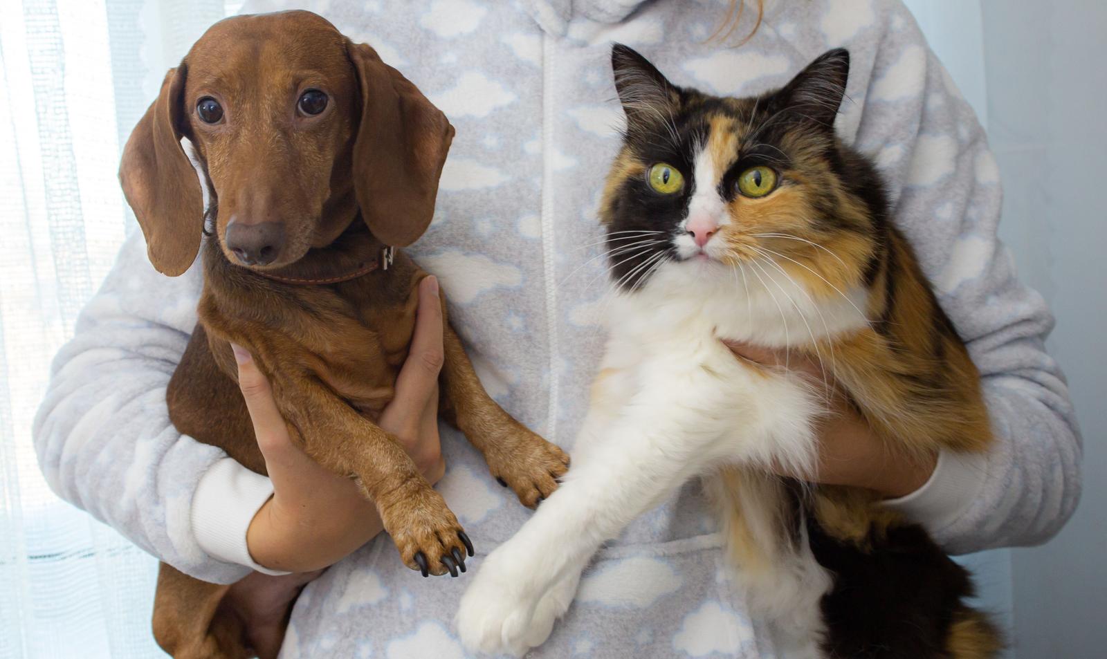 A dachshund and a calico cat held together in someone's arms